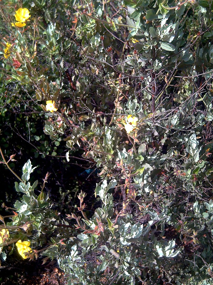 Halimium halimifolium habit, Dehesa Boyal de Puertollano, Spain
