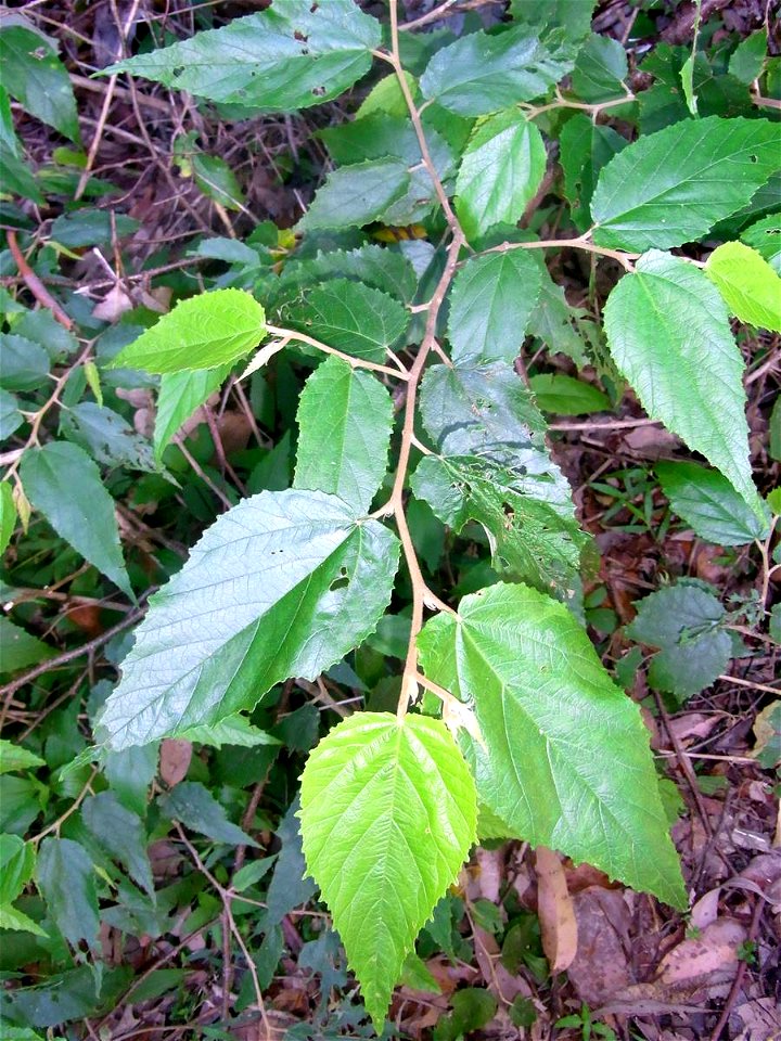 Commersonia fraseri near the Telegherry River, Dungog, Australia