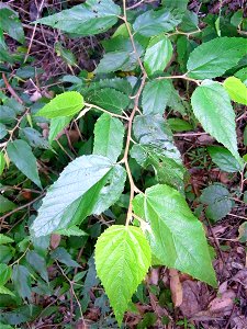 Commersonia fraseri near the Telegherry River, Dungog, Australia
