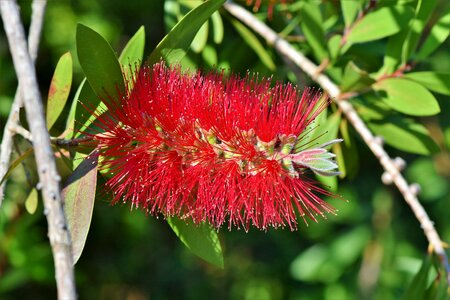 Flower plant red