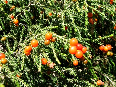 Passerina ericoides. Christmas berry bush. Cape Town Strandveld vegetation.