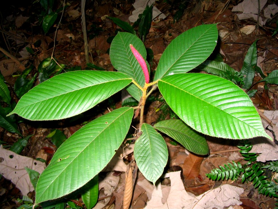 Dipterocarpus baudii : jeune plant