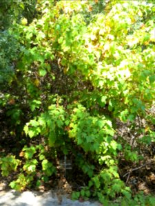 Thomasia quercifolia in parc Gonzalez in Bormes-les-Mimosas (Var, France). Plant identified by its botanic label.