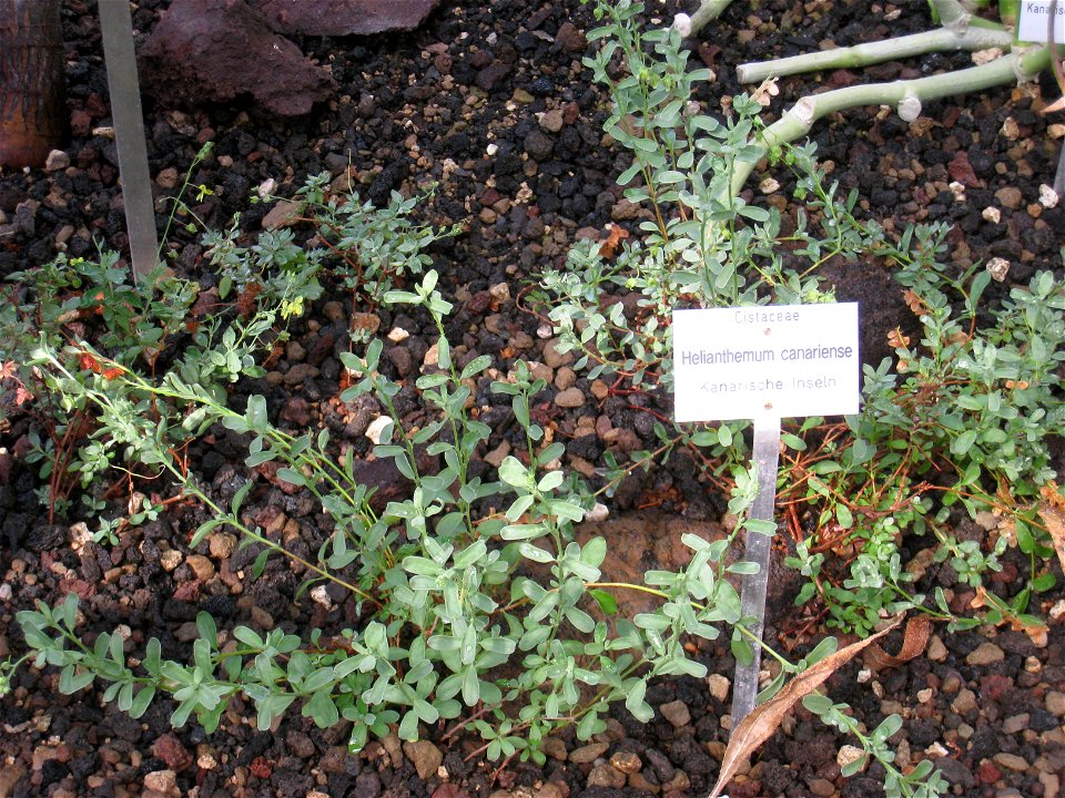 Helianthemum canariense in the Botanischer Garten der Universität Würzburg, Würzburg, Germany.