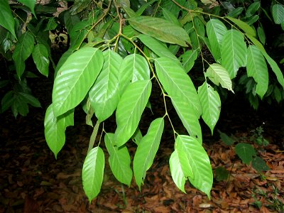 Shorea sumatrana - Feuilles - Forest Research Institute of Malaysia - kepong- Malaisie