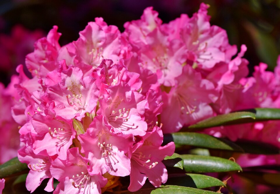 Pink rhododendron bud blossom