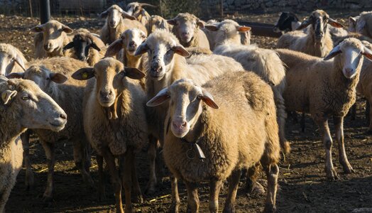 Lana livestock animals