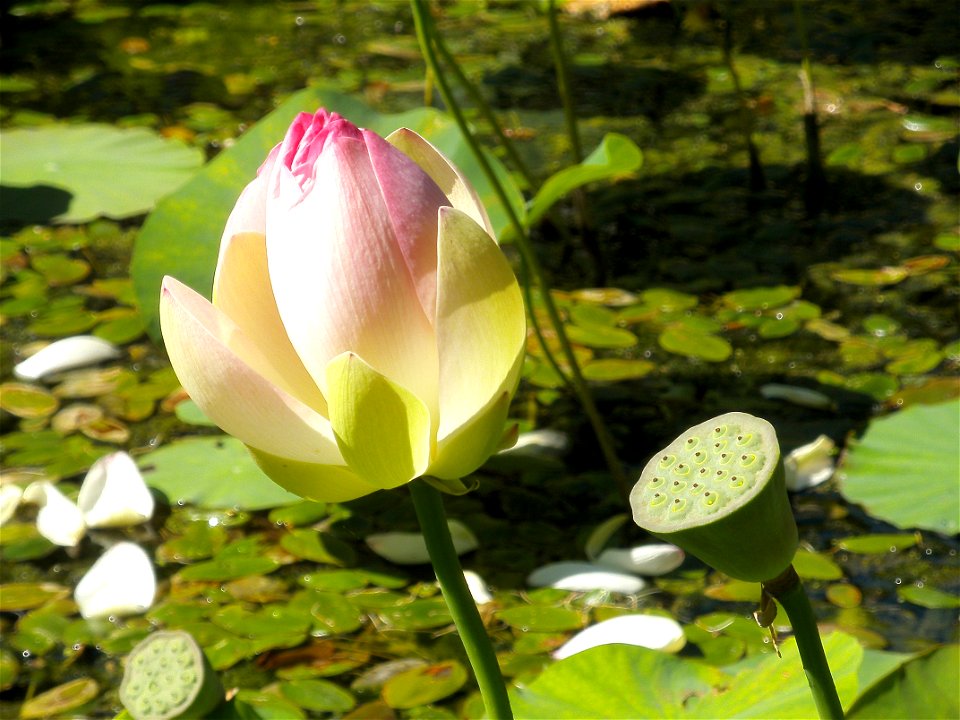 Indian lotus in the Bochum botanical garden.