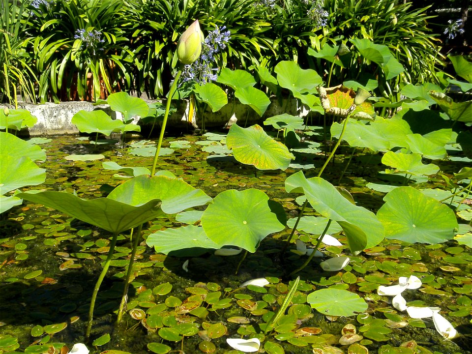 Indian lotus in the Bochum botanical garden.