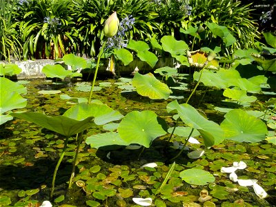 Indian lotus in the Bochum botanical garden. photo