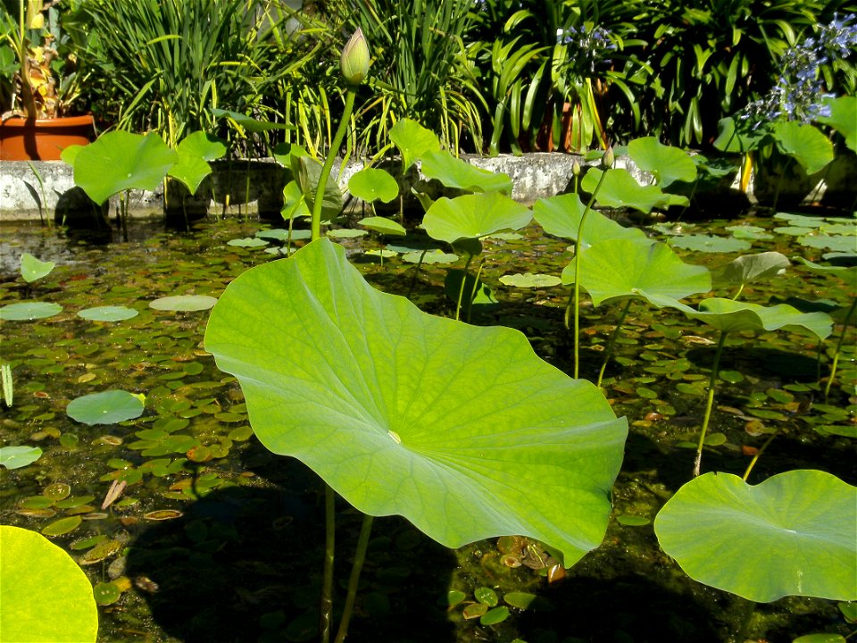 Indian lotus in the Bochum botanical garden.