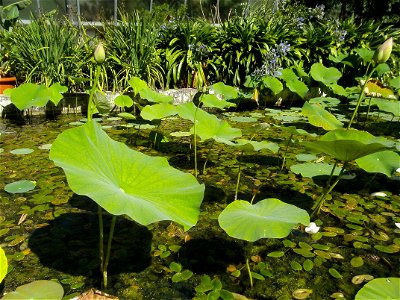Indian lotus in the Bochum botanical garden.
