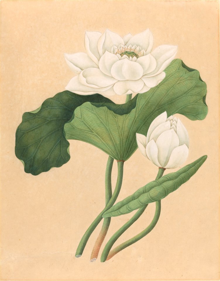 East Indian Lotus (Nelumbo nucifera)