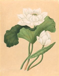 East Indian Lotus (Nelumbo nucifera) photo