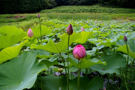 Lotus (Agi, Nakatsugawa City, Gifu Pref., Japan)