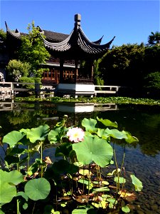 Pond at Chinese Garden, Portland, OR.