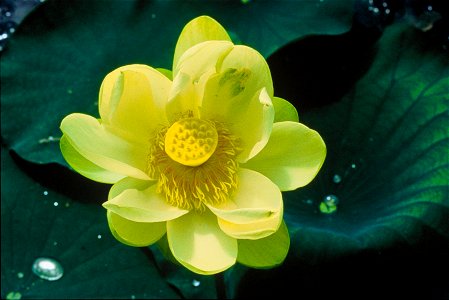 Image title: Lotus flower nelumbo nucifera
Image from Public domain images website, http://www.public-domain-image.com/full-image/flora-plants-public-domain-images-pictures/flowers-public-domain-image