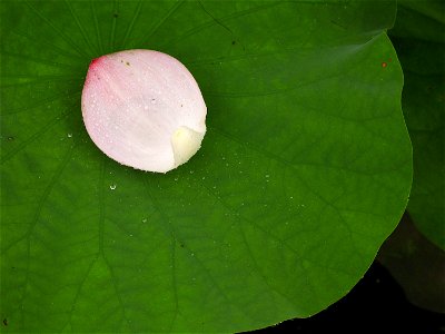 Leaf and petal of lotus believed to be Nelumbo nucifera photo
