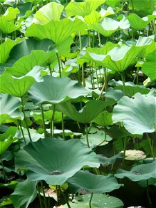 Lotus leaves (Nelumbo nucifera) in Humble Administrator's Garden, Suzhou, China.
