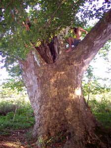 Massive Platanus occidentalis