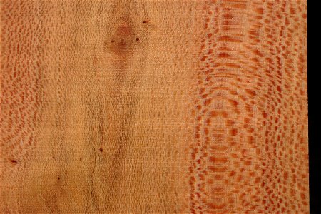 Timber of Grevillea robusta from tree grown in Johannesburg, South Africa