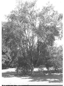 Gregillea Robusta Specimen, Botanic Gardens