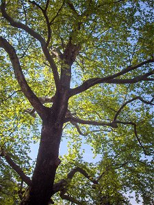 Platanus orientalis; Bursa, Turkey