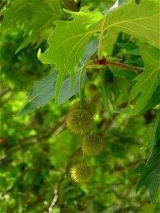 Platanus orientalis by the River Styx, Greece.
