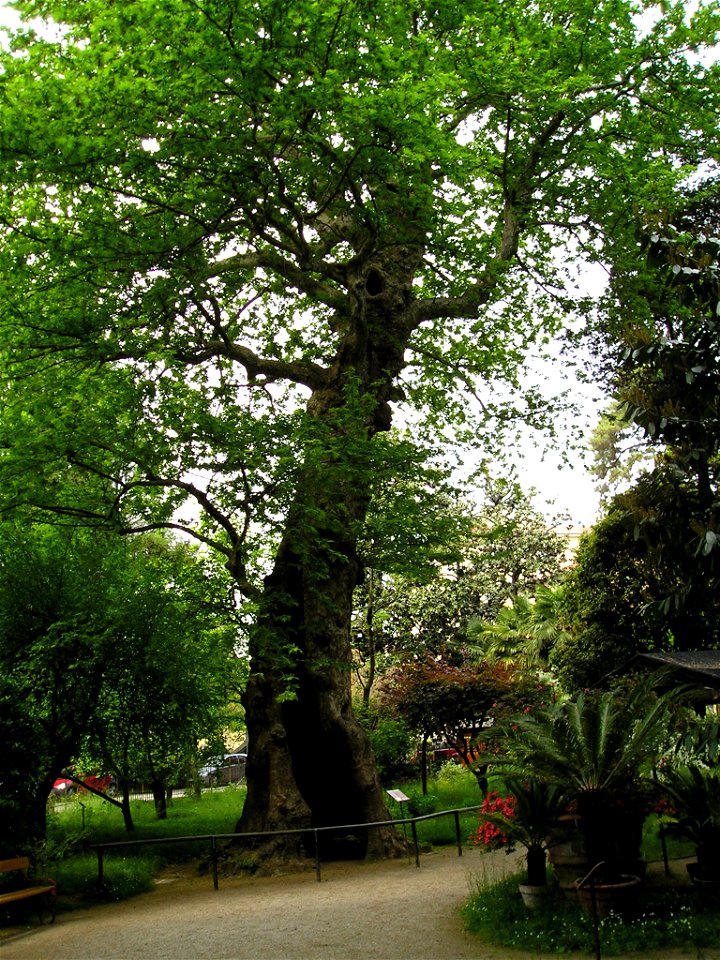 A plane tree (Platanus orientalis) planted in 1680 in the Botanical Garden of Padua; its trunk was struck by a lightning and is now hollow.