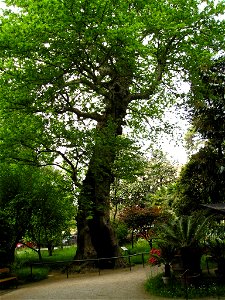 A plane tree (Platanus orientalis) planted in 1680 in the Botanical Garden of Padua; its trunk was struck by a lightning and is now hollow.