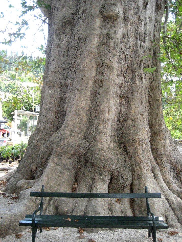 Oriental Plane in Trsteno, near Dubrovnik, Croatia