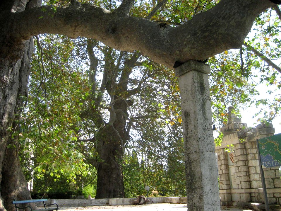 Oriental Plane in Trsteno, near Dubrovnik, Croatia