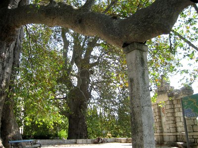 Oriental Plane in Trsteno, near Dubrovnik, Croatia