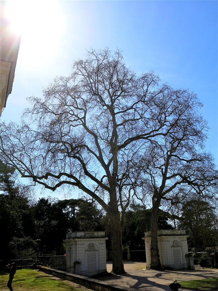 Oriental plane in the parc de Bagatelle (Bois de Boulogne, France).