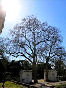 Oriental plane in the parc de Bagatelle (Bois de Boulogne, France).