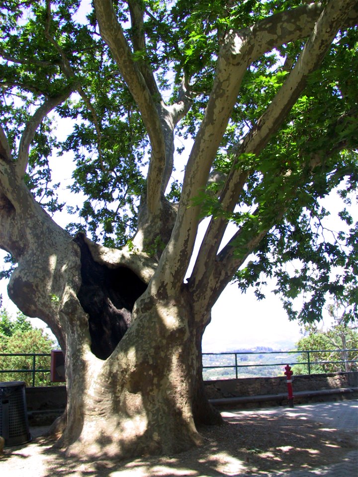 Platanus, commune of Pozzuolatico (FI), Italy