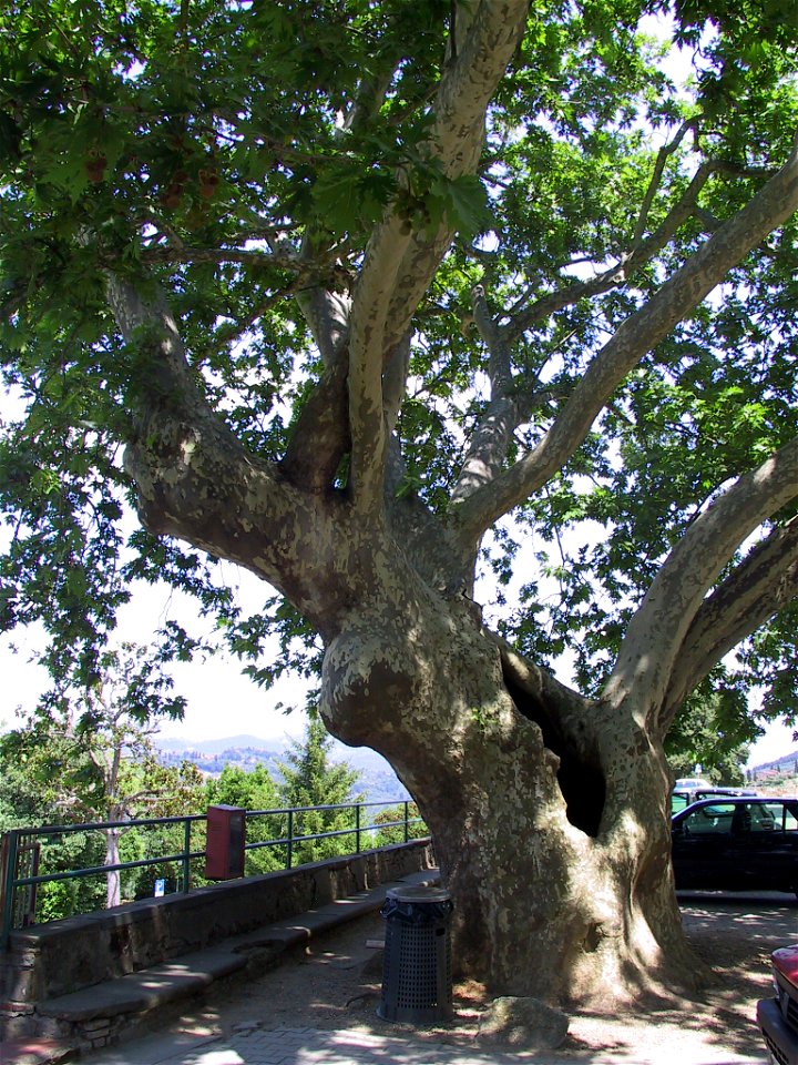 Platanus orientalis — in commune of Pozzuolatico (FIorence), Italy