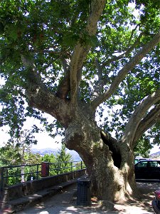 Platanus orientalis — in commune of Pozzuolatico (FIorence), Italy