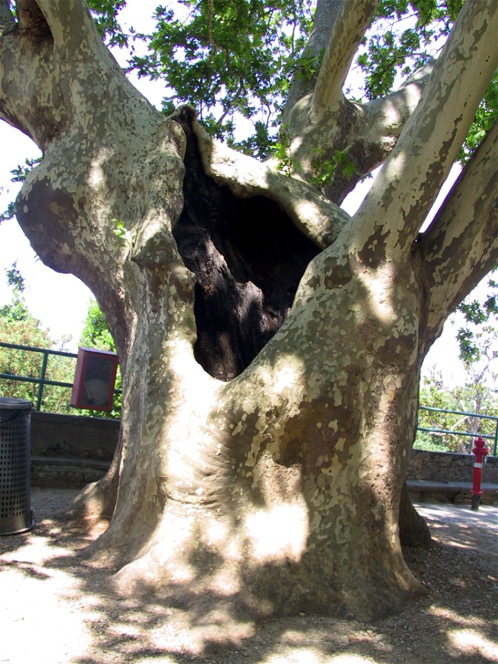 Platanus, commune of Pozzuolatico (FI), Italy