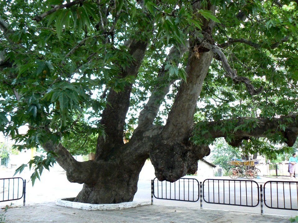 300-year-old plane tree in village Cherven (district Plovdiv), Bulgaria
