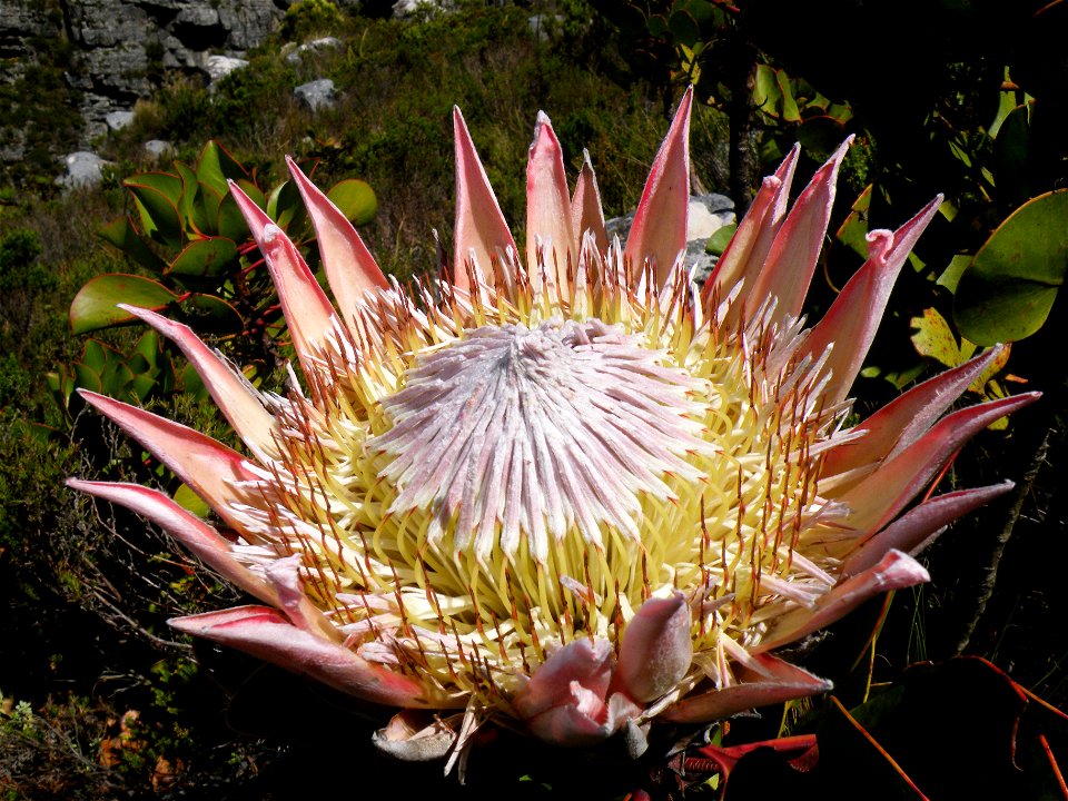 The King Protea, Protea cynaroides — in the South African Fynbos.