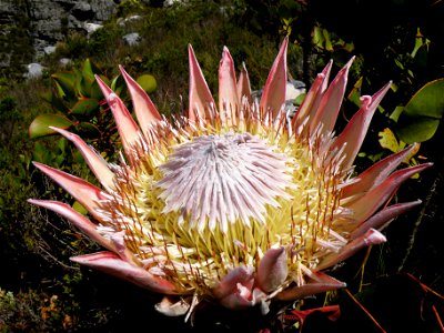 The King Protea, Protea cynaroides — in the South African Fynbos.
