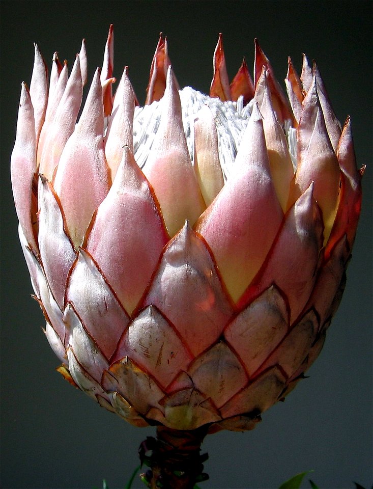 Protea-12.4.07