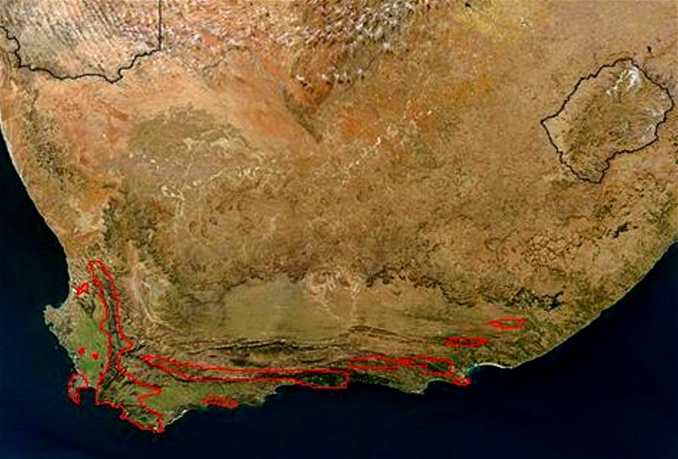 Distribution map of  — the King protea, endemic to South Africa.
