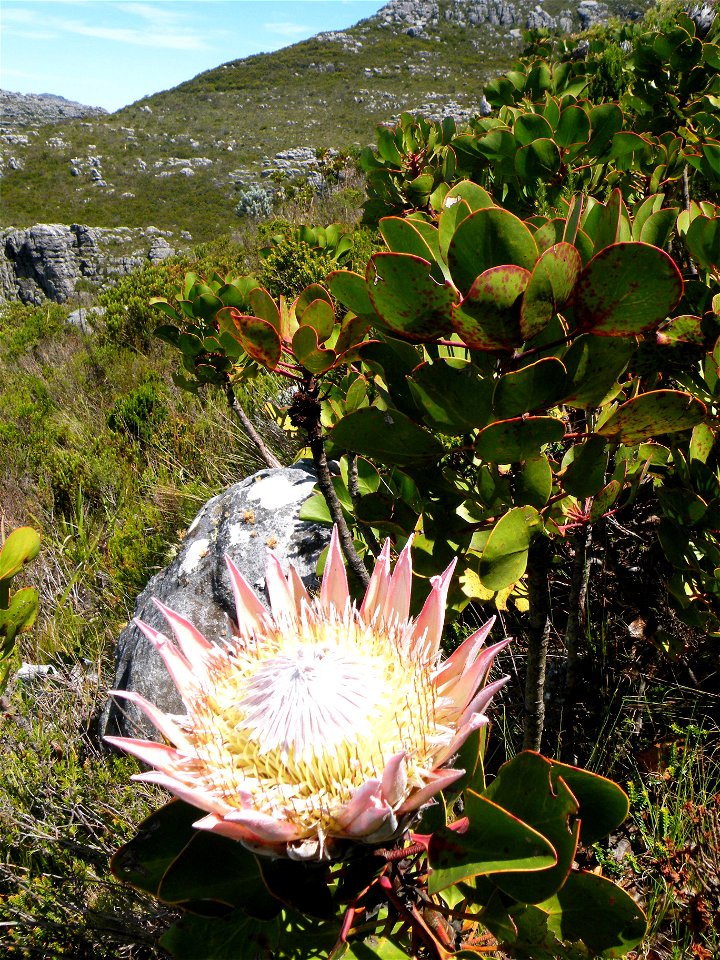 The King Protea growing in Peninsula Sandstaone Fynbos vegetation on Table Mountain. Cape Town.