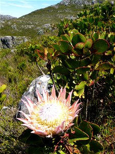 The King Protea growing in Peninsula Sandstaone Fynbos vegetation on Table Mountain. Cape Town. photo