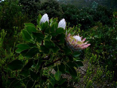 Protea cynaroides bush photo