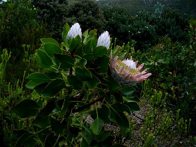 Protea cynaroides bush