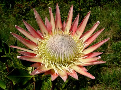 Protea cynaroides flower photo
