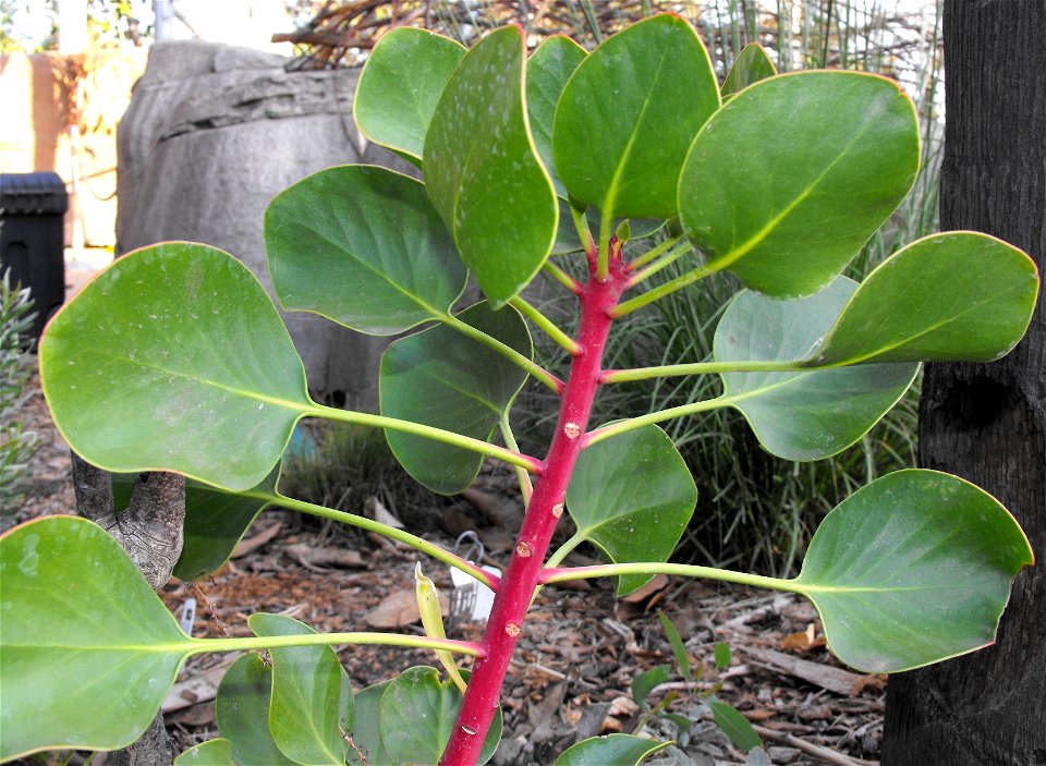 Protea cynaroides at the San Diego Zoo, California, USA. 
Identified by sign.